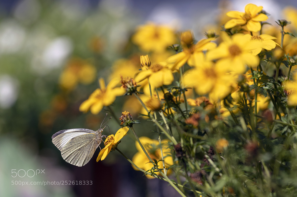 Nikon D850 sample photo. Then spirng comes photography
