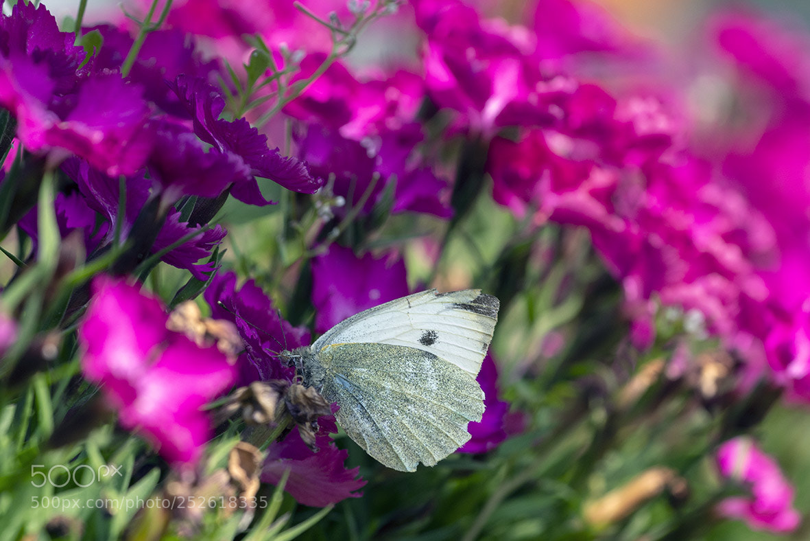 Nikon D850 sample photo. Then spirng comes photography