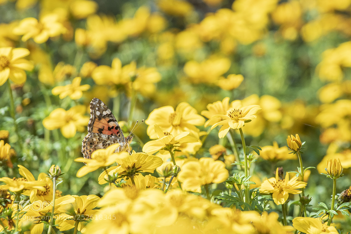 Nikon D850 sample photo. Then spirng comes photography