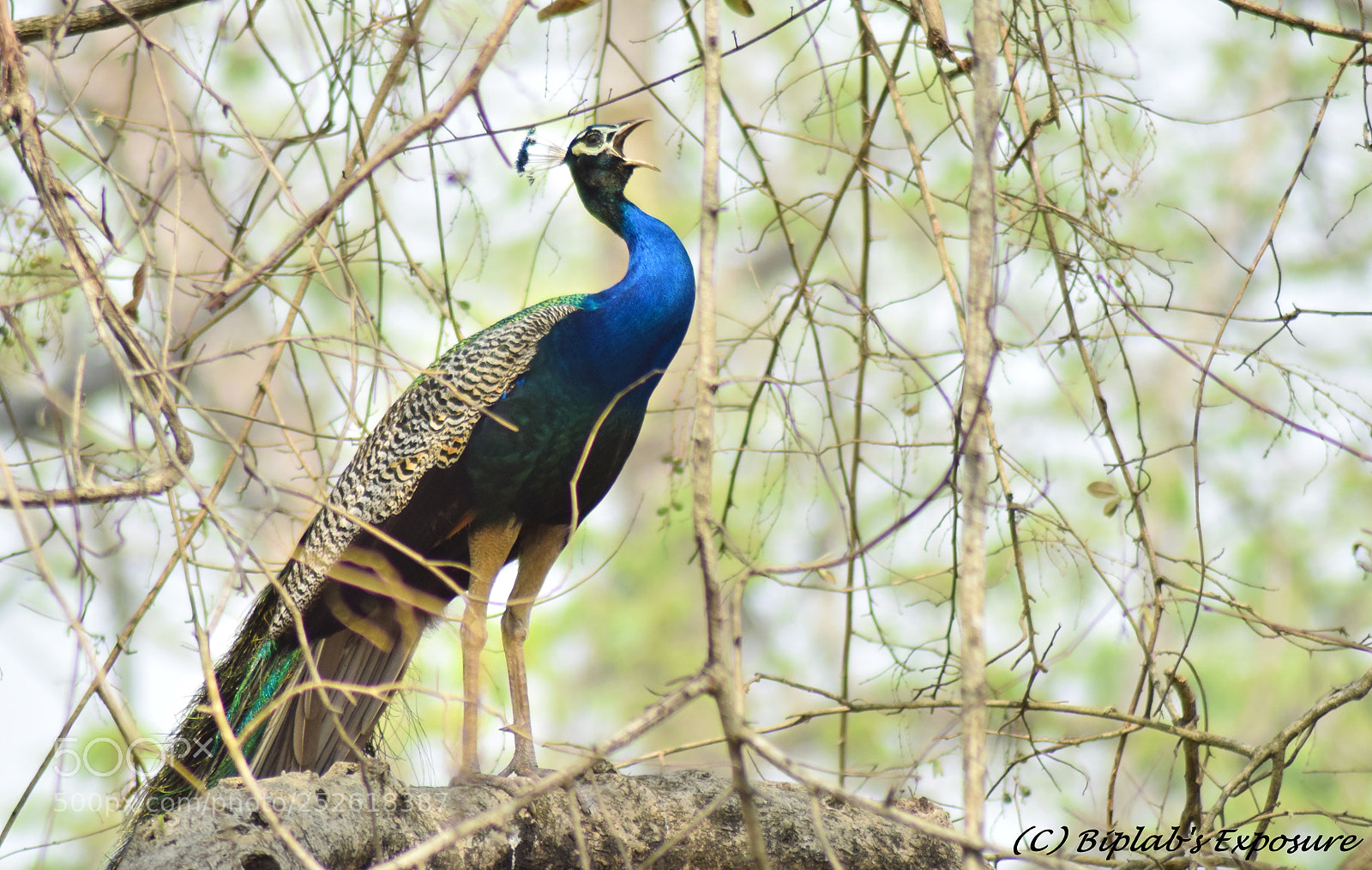 Nikon D5300 sample photo. Indian peafowl- it's singing photography