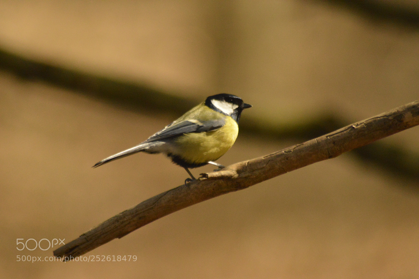 Nikon D3200 sample photo. Great tit on a photography