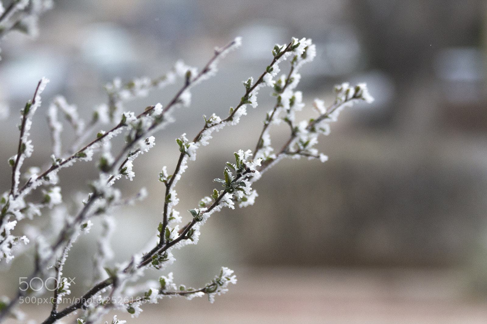 Canon EOS 60D sample photo. Frozen photography