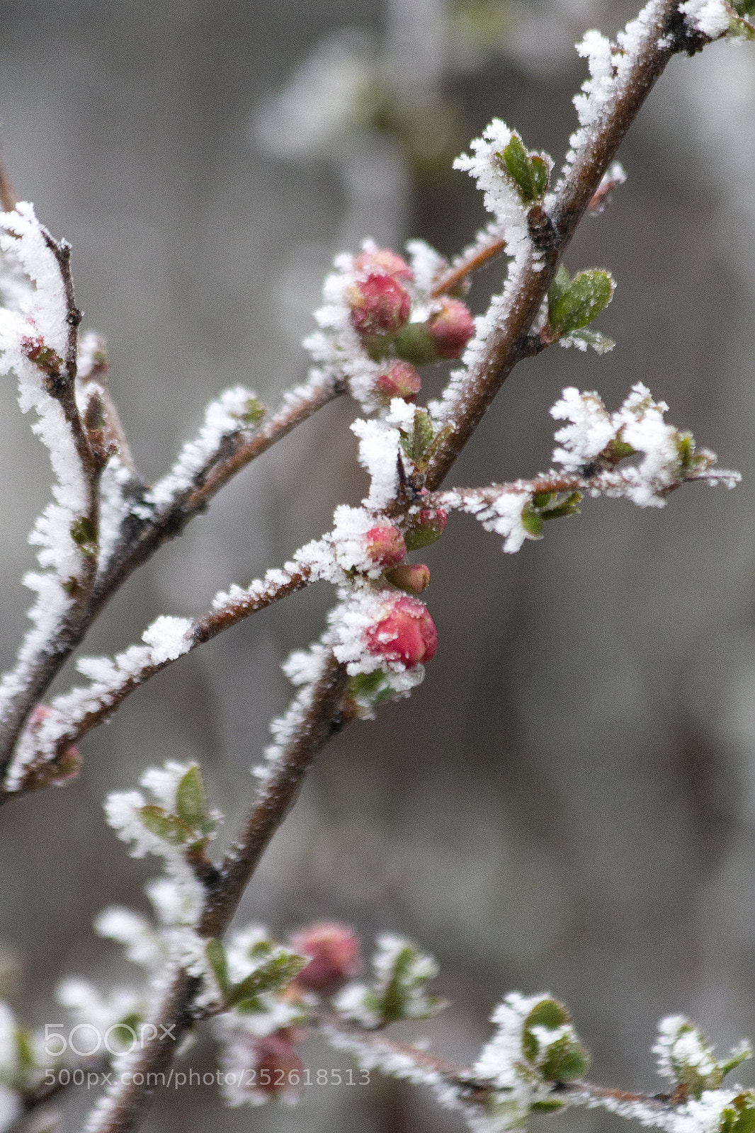 Canon EOS 60D sample photo. In the frosty air photography