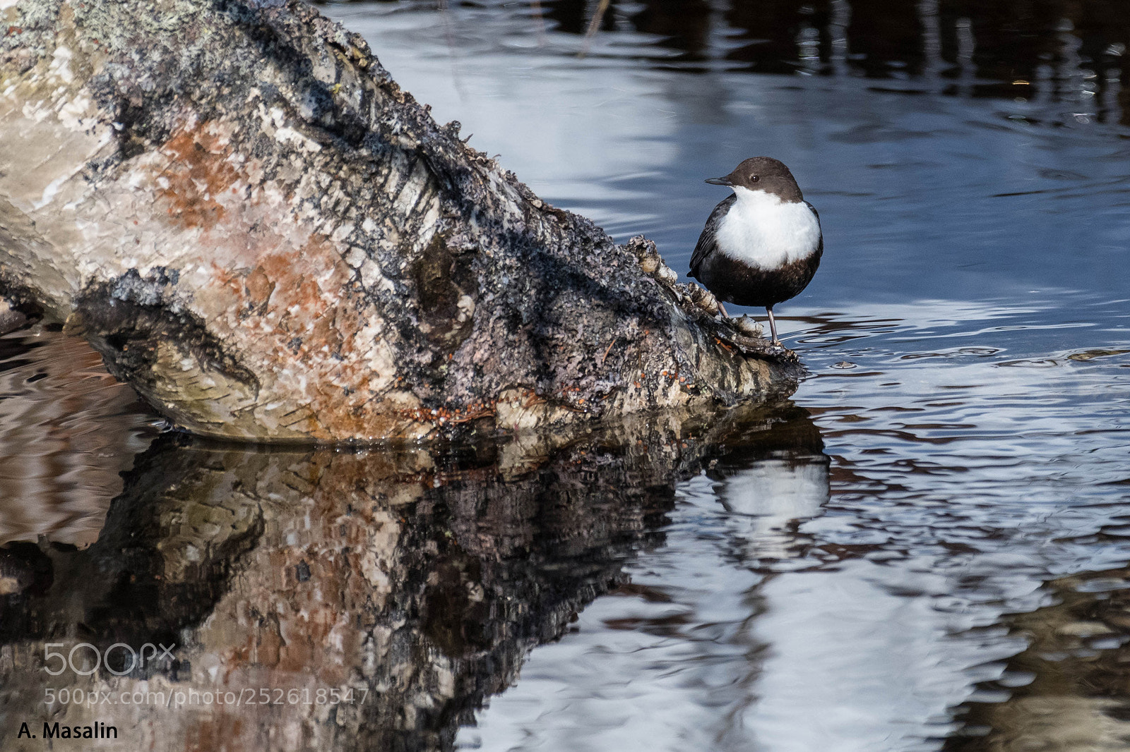 Nikon D500 sample photo. White throated dipper photography