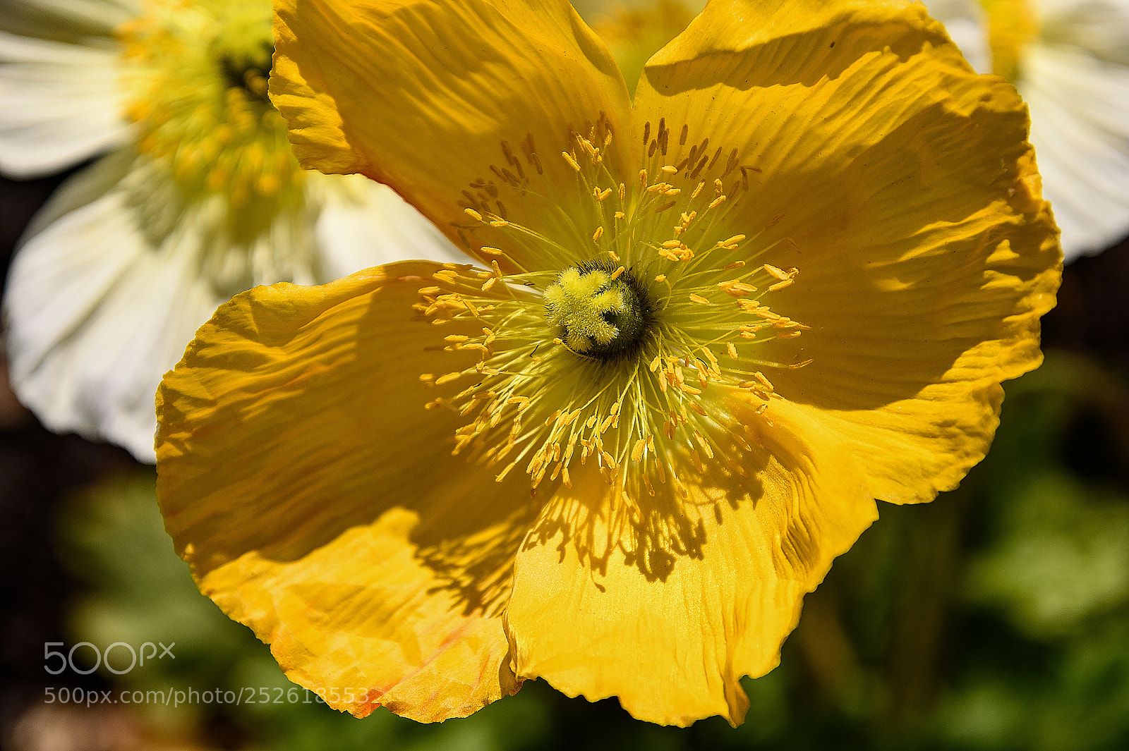 Nikon D850 sample photo. Close-up view of oriental photography