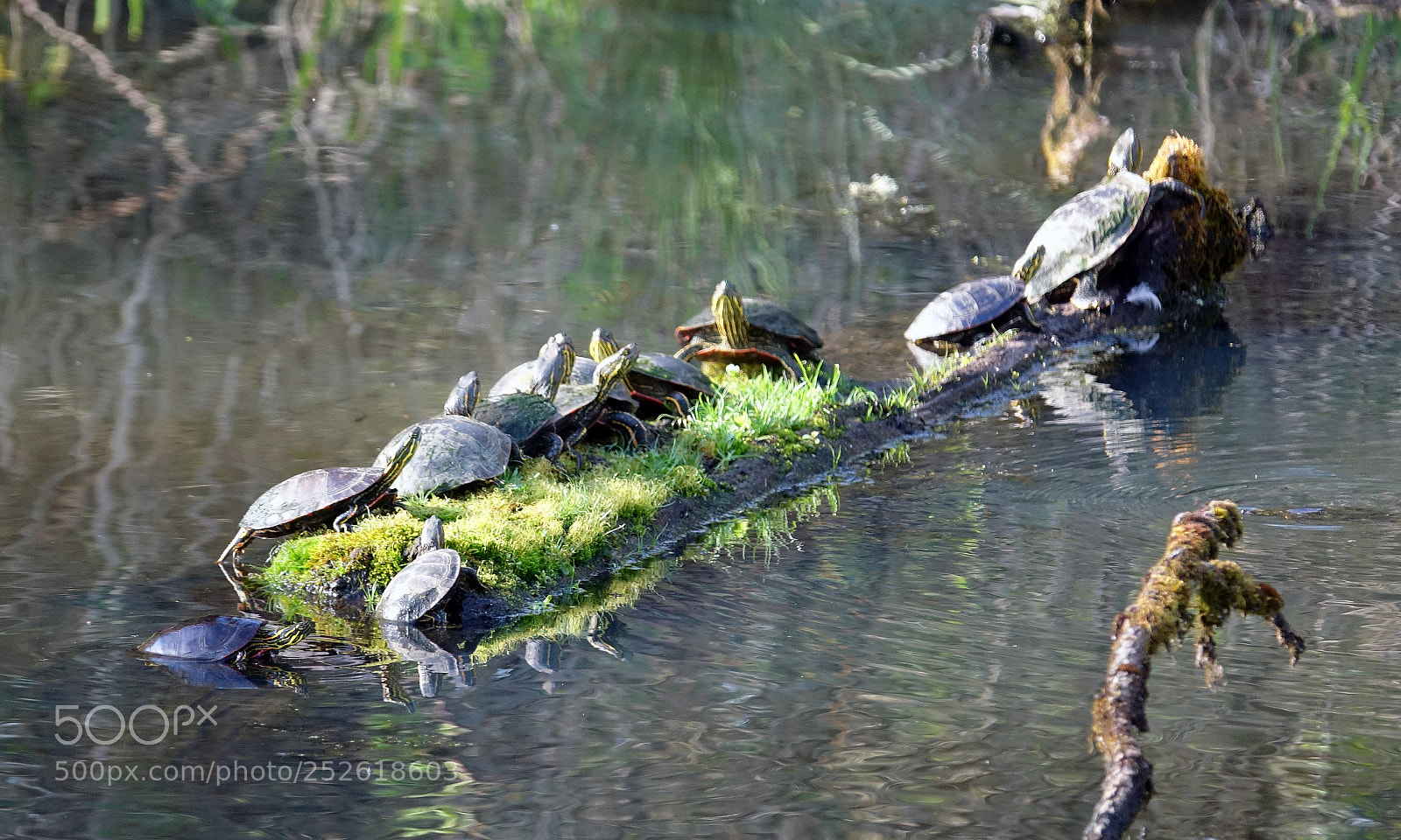 Sony Cyber-shot DSC-RX10 III sample photo. Turtle log photography