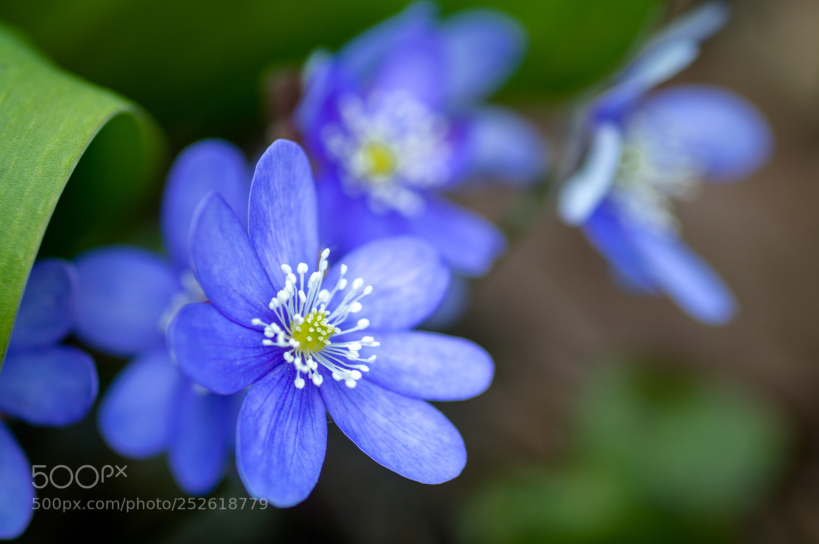 Nikon D3200 sample photo. Liverwort photography