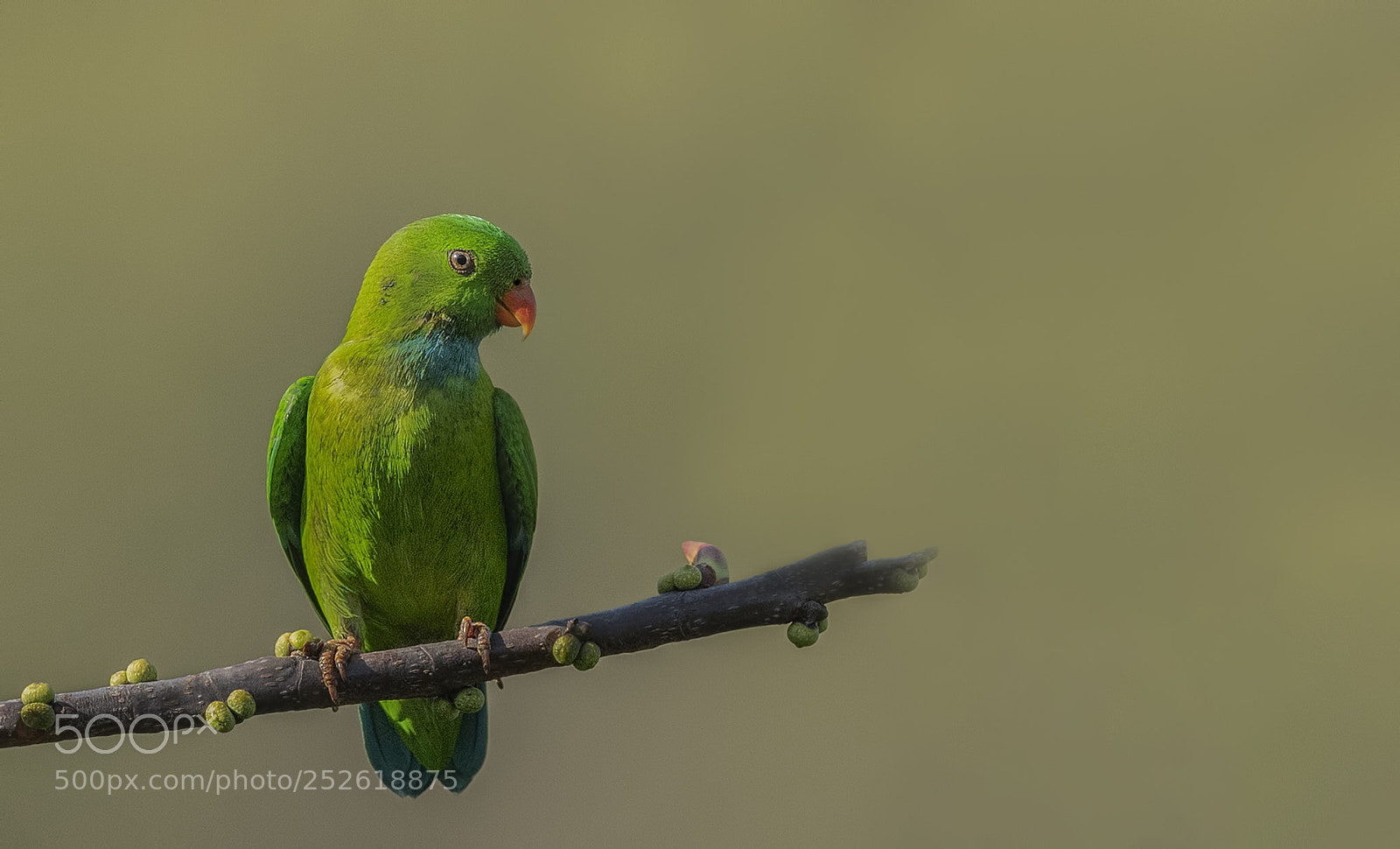 Nikon D850 sample photo. Vernal hanging parrot photography