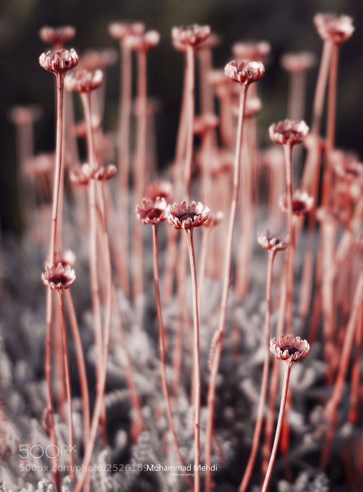Sony a6300 sample photo. Nature beauty photography