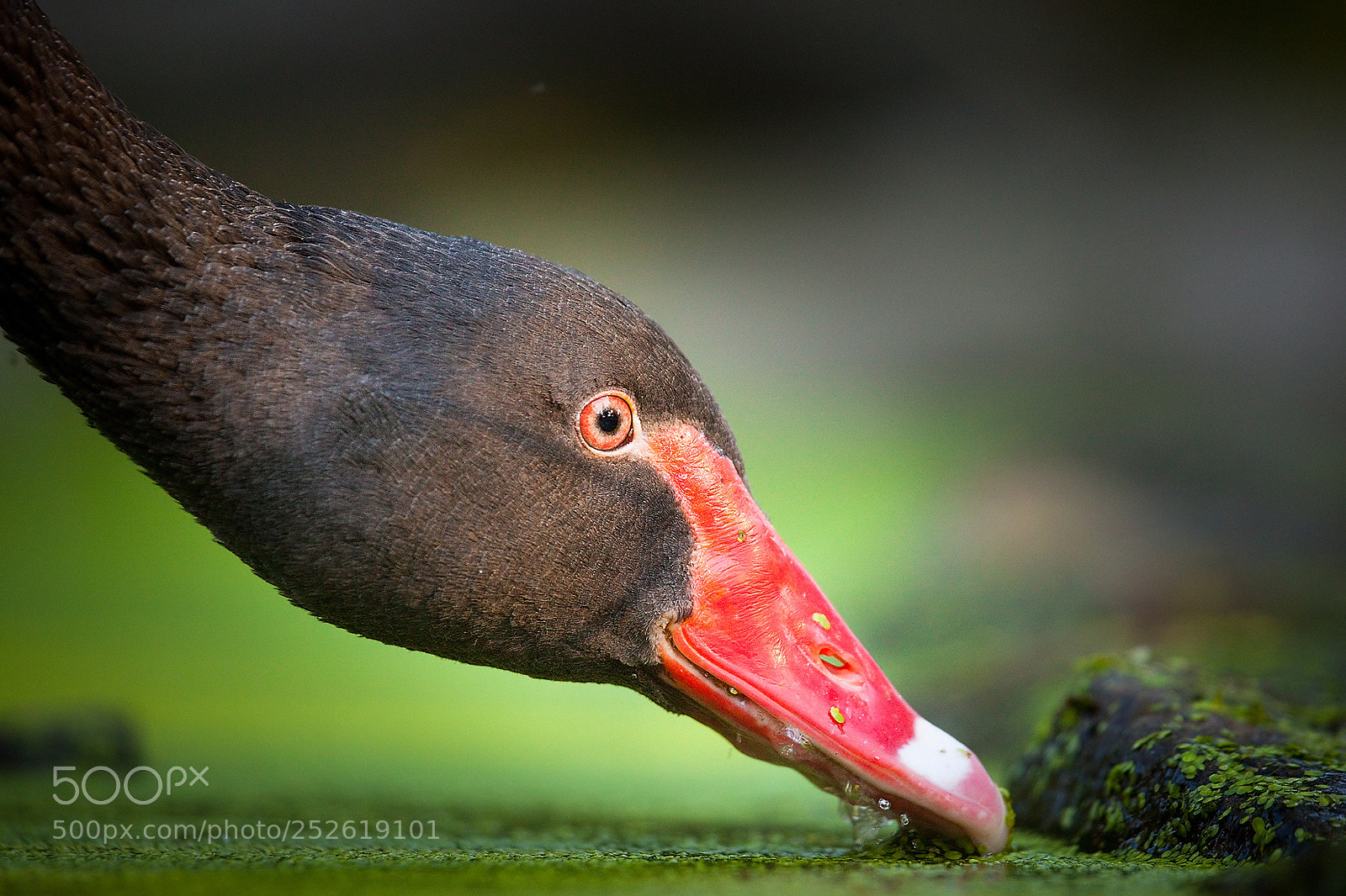 Canon EOS 5D Mark II sample photo. Black swan photography
