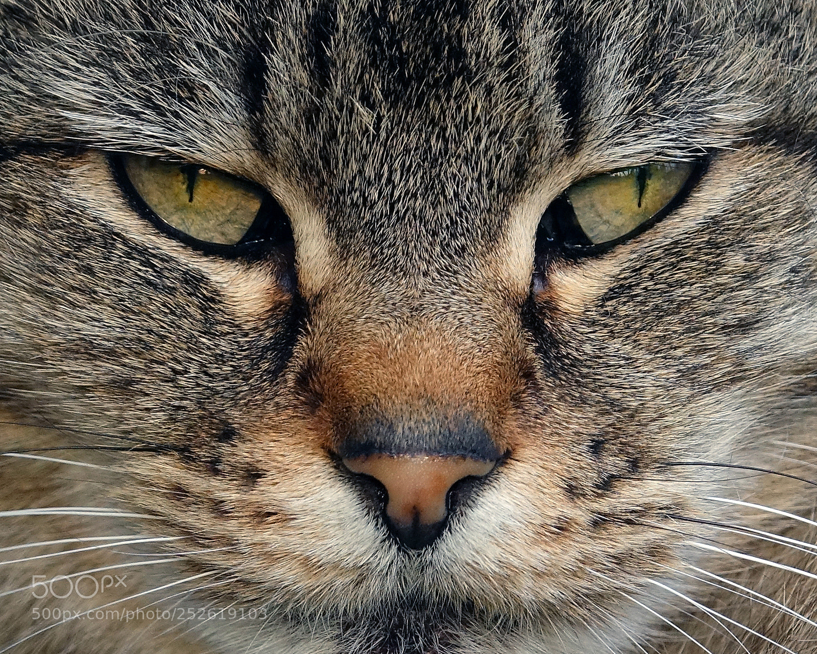 Sony Cyber-shot DSC-RX10 III sample photo. My cat chia photography