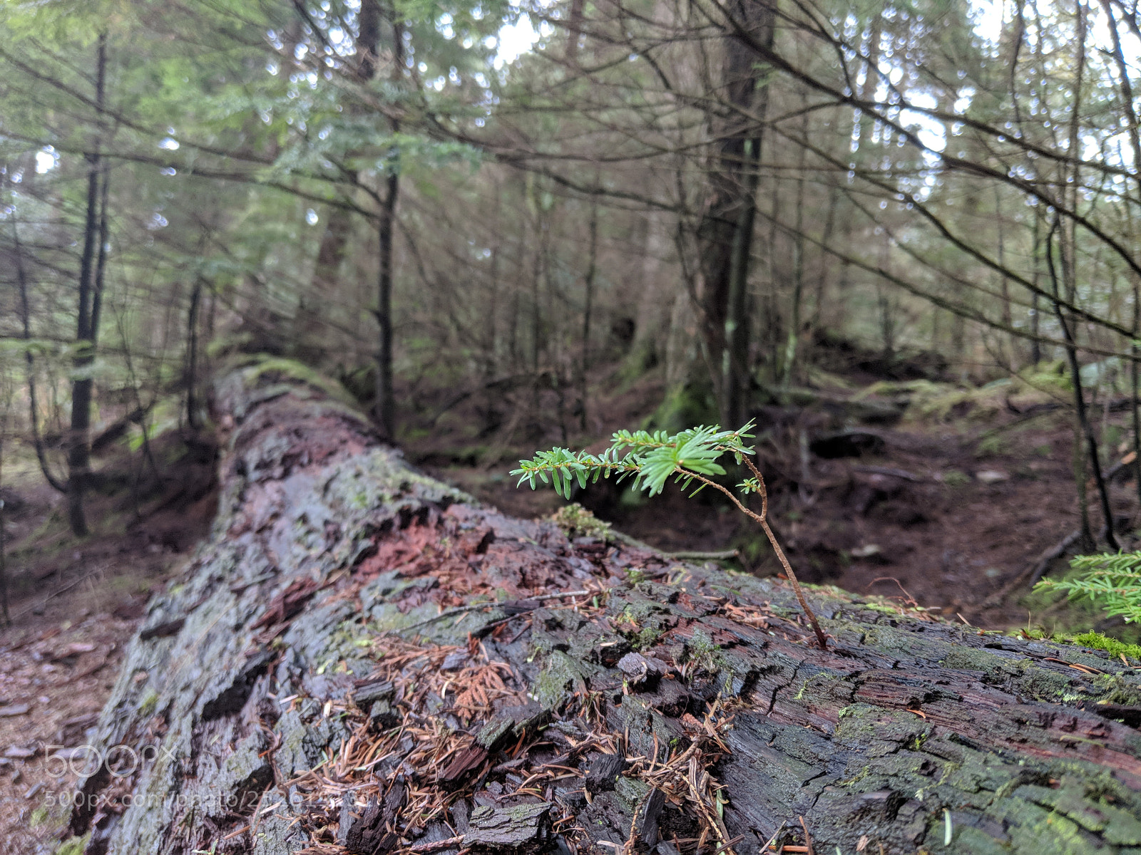 Google Pixel 2 XL sample photo. Discovery in forest photography