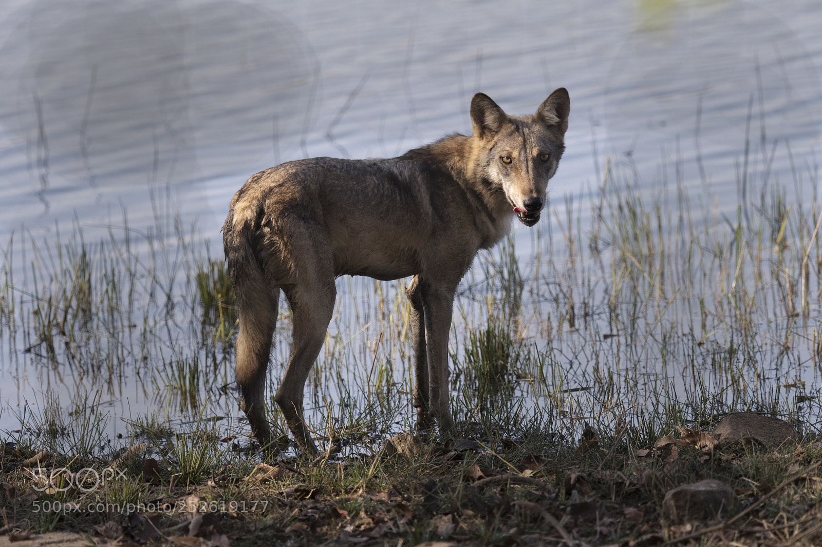 Nikon D500 sample photo. Grey wolf photography