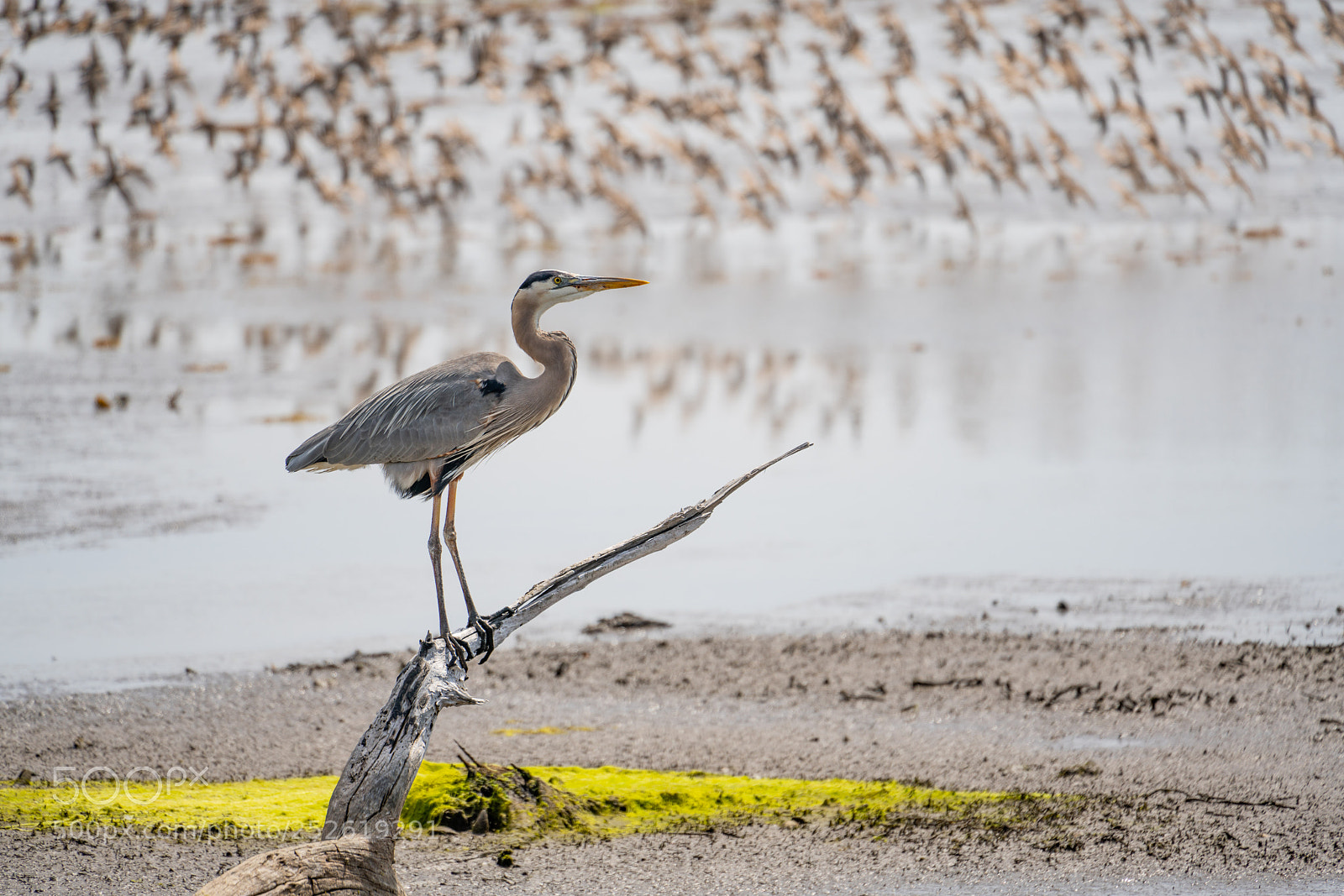 Sony a7R II sample photo. Great blue heron ardea photography