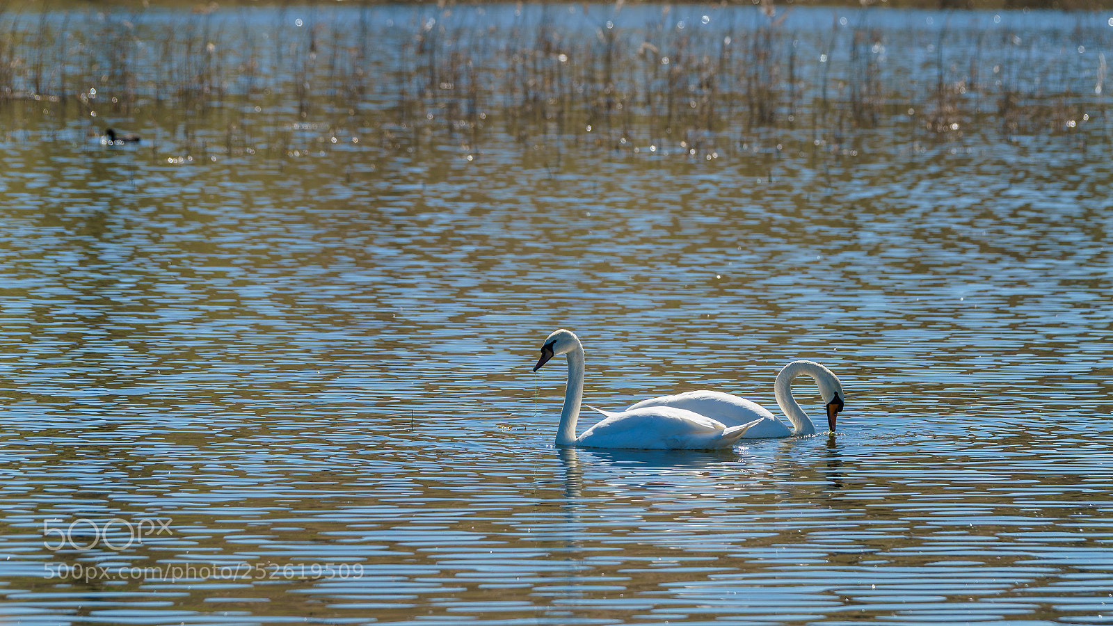 Sony a7 II sample photo. Schwäne photography