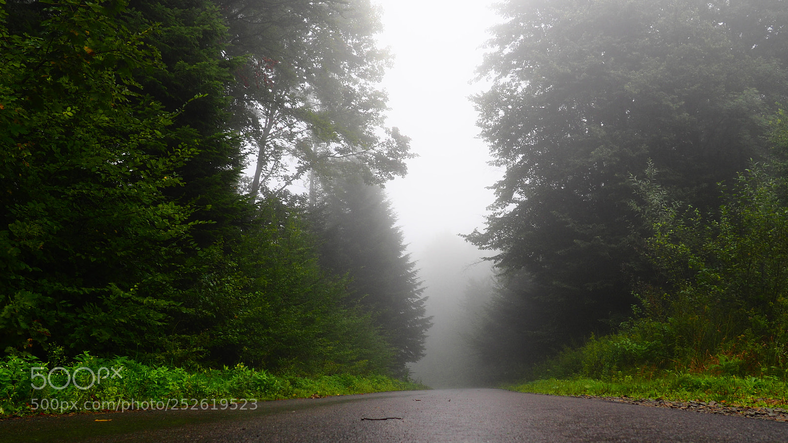 Olympus OM-D E-M10 II sample photo. Road in the forest photography
