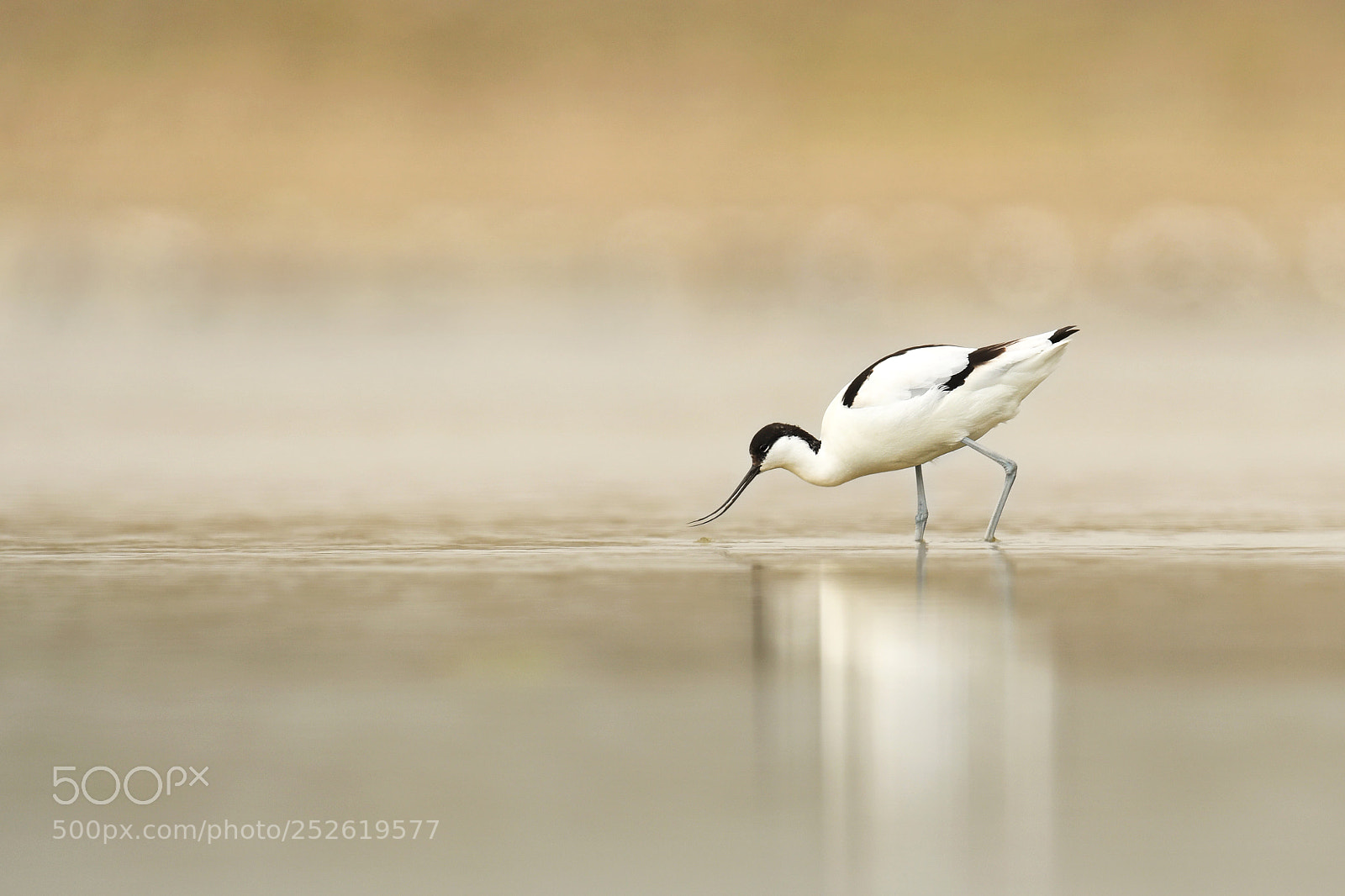 Nikon D500 sample photo. Pied avocet photography