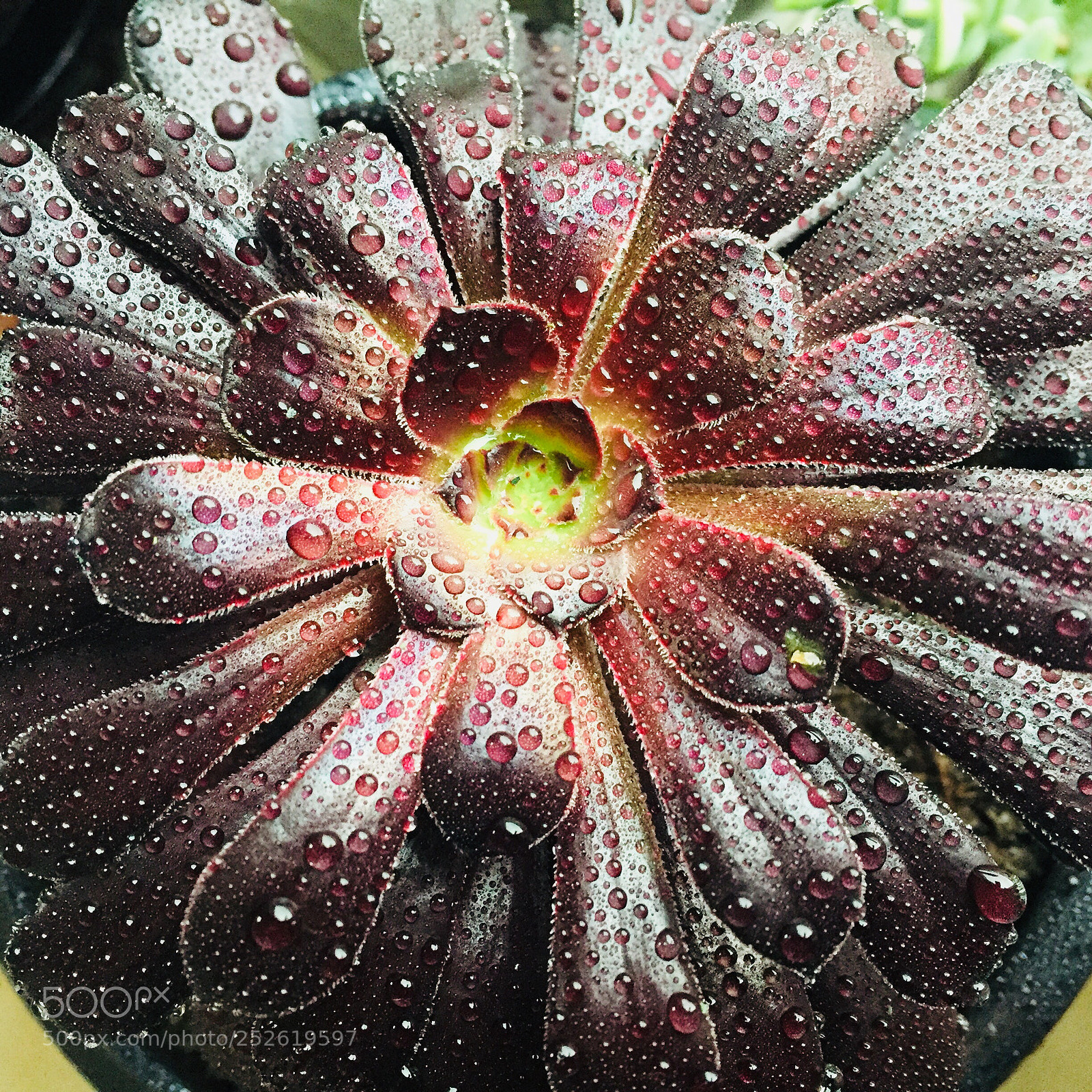 Apple iPhone 6 sample photo. Aeonium schwarzkopf  photography