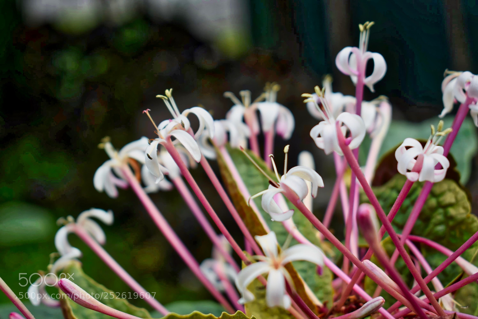 Nikon D5300 sample photo. Flower cluster photography