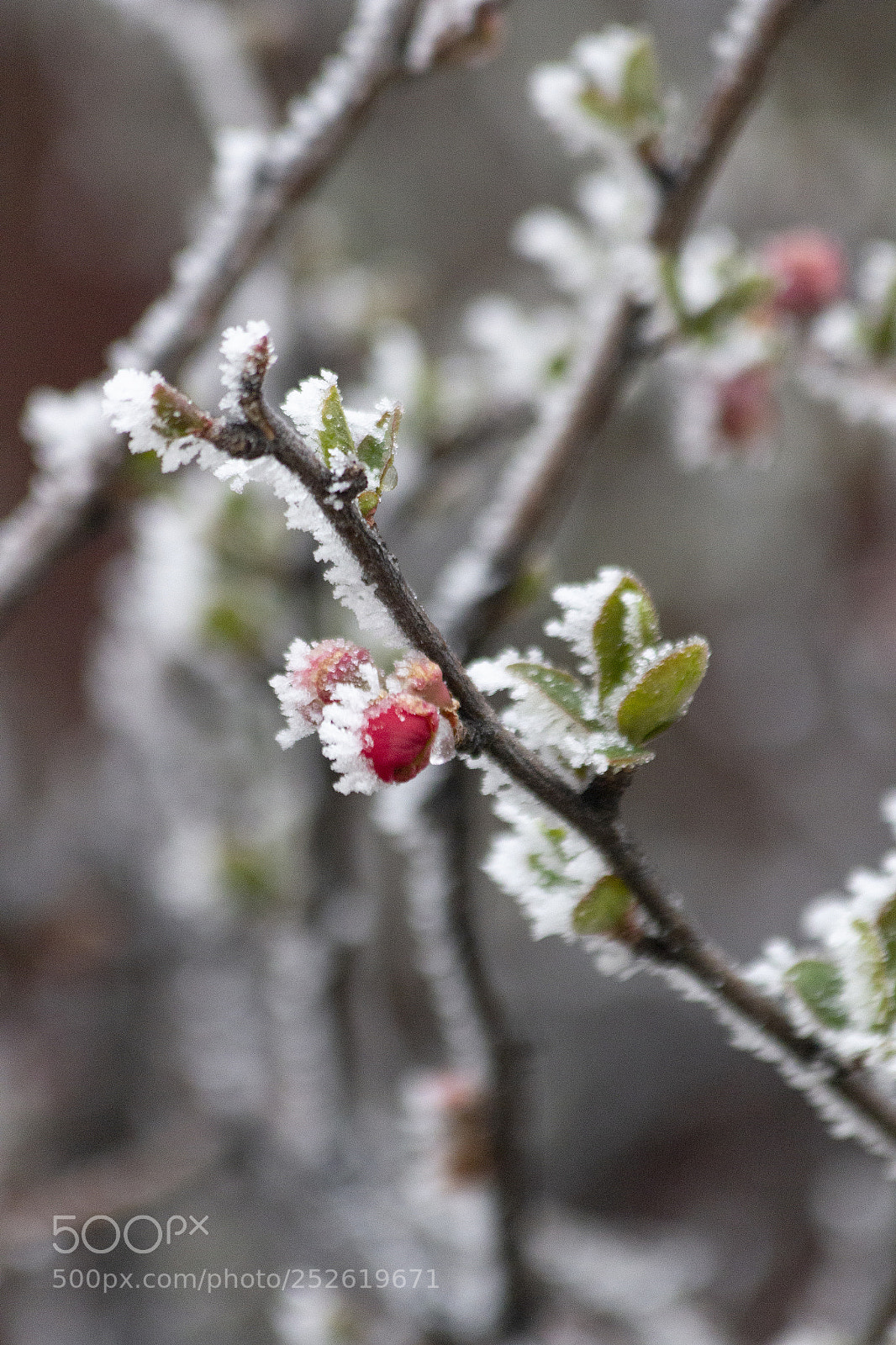 Canon EOS 60D sample photo. Spring in the rockies photography