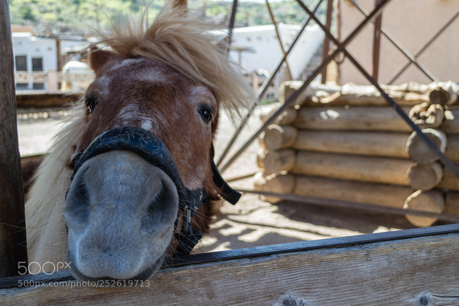 Nikon D3100 sample photo. Horse in wooden stable photography