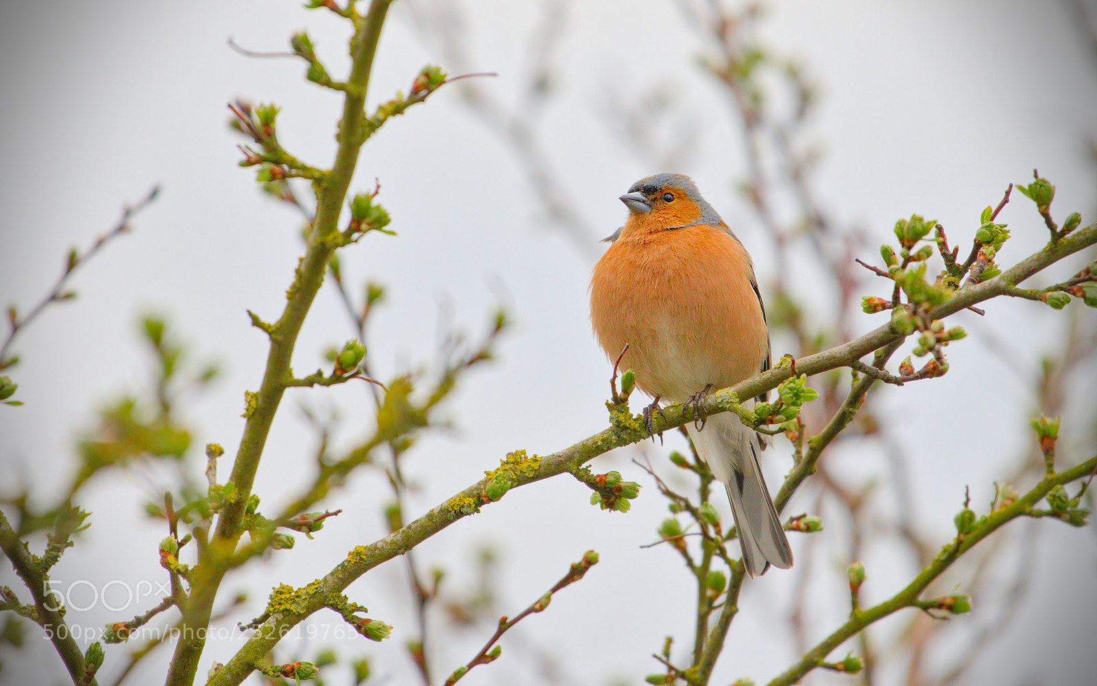 Nikon D600 sample photo. Freiston shore birds photography