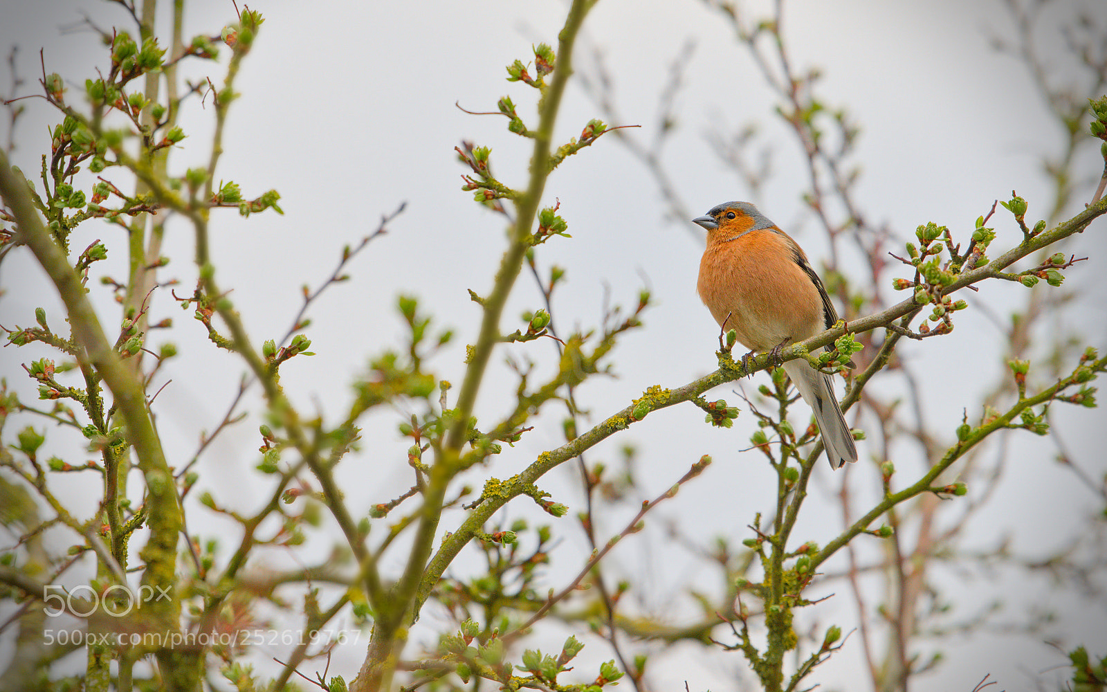Nikon D600 sample photo. Freiston shore birds photography