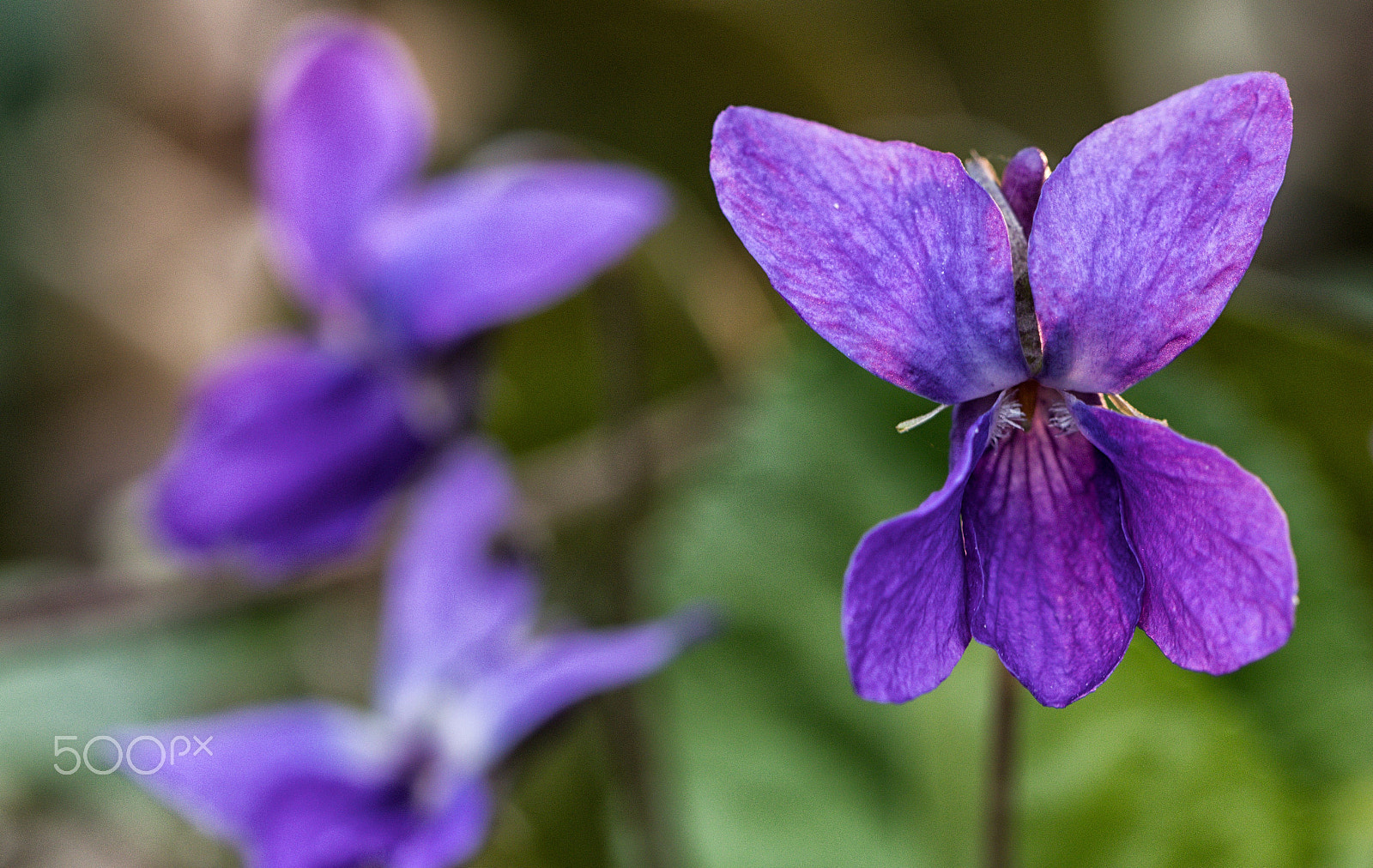 Canon EF 100mm F2.8L Macro IS USM sample photo. Viola odorata photography