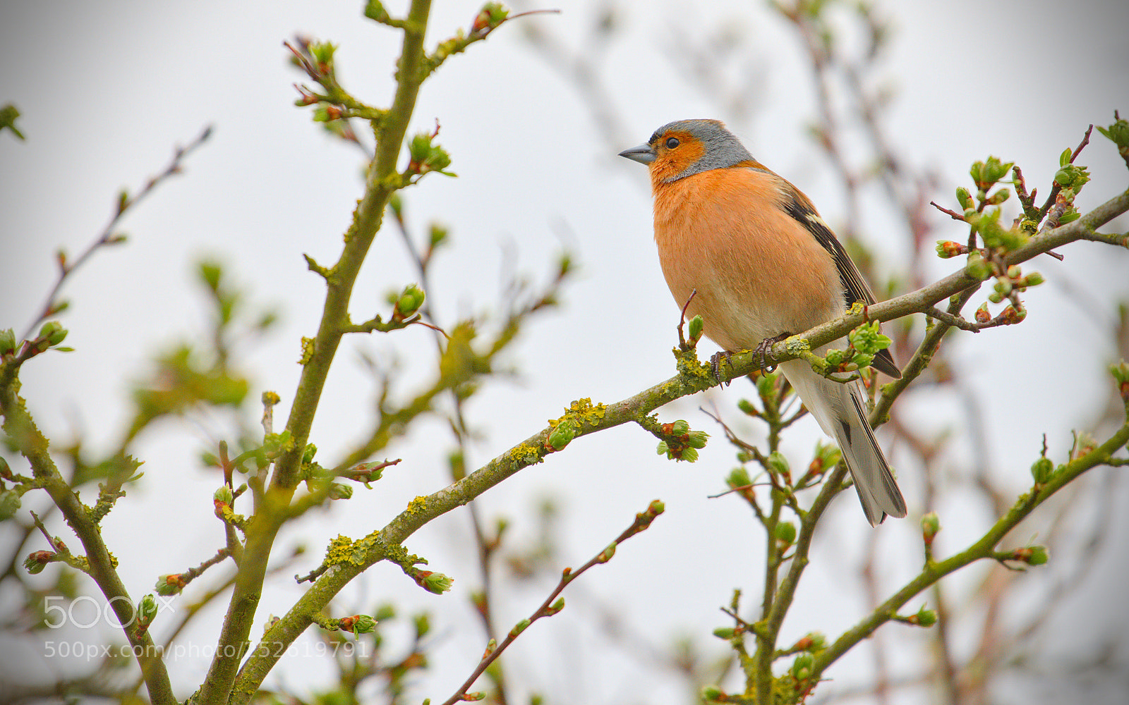 Nikon D600 sample photo. Freiston shore birds photography