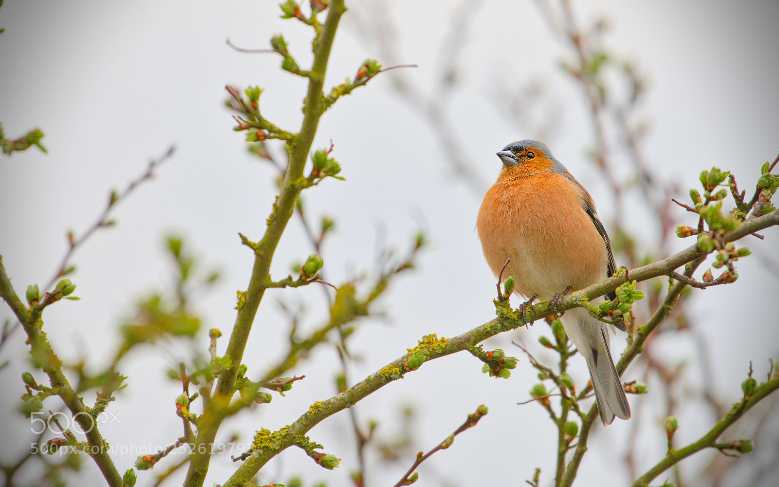 Nikon D600 sample photo. Freiston shore birds photography