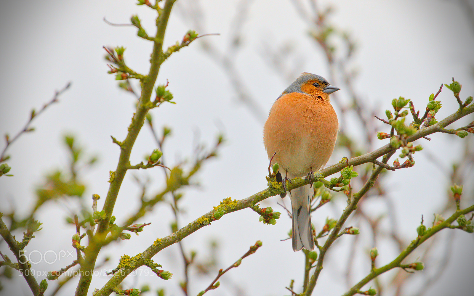 Nikon D600 sample photo. Freiston shore birds photography