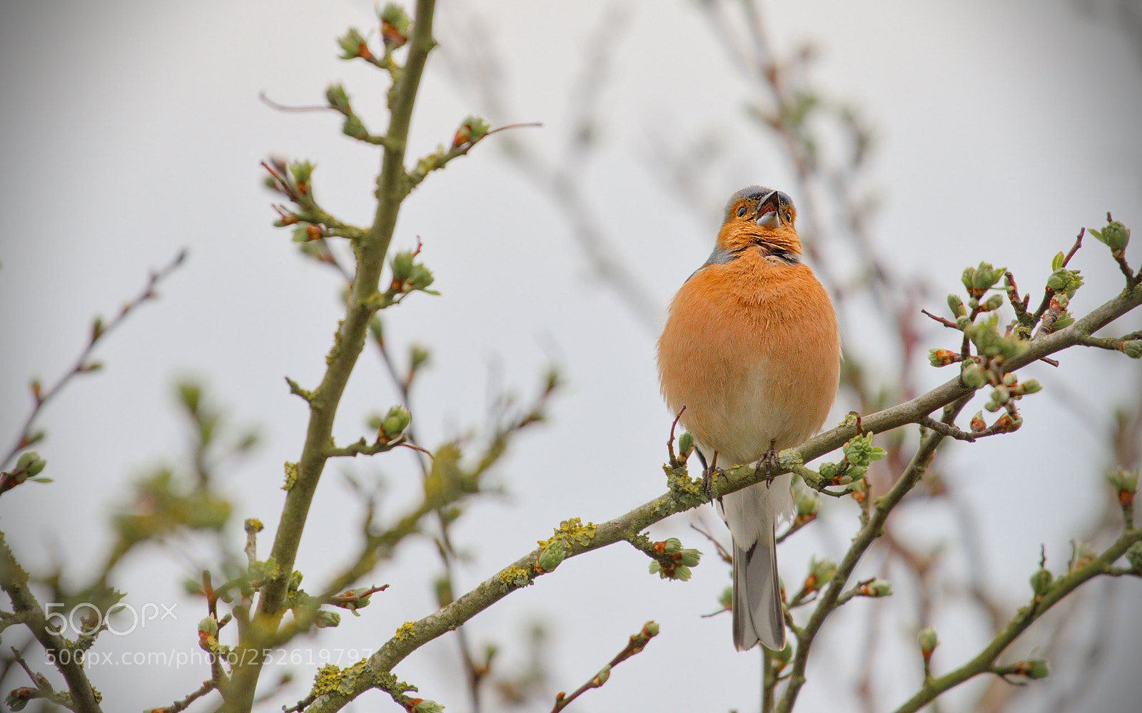 Nikon D600 sample photo. Freiston shore birds photography