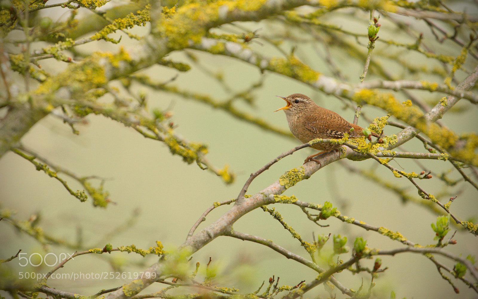 Nikon D600 sample photo. Freiston shore birds photography