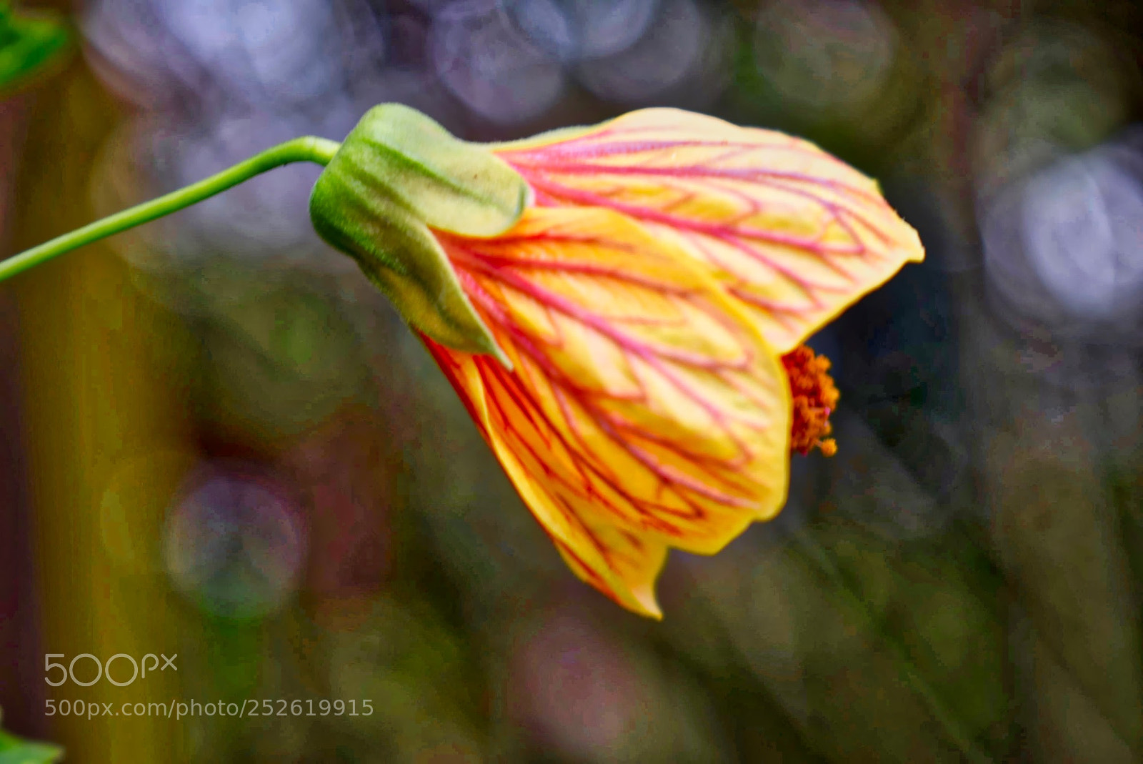 Nikon D5300 sample photo. ʻilima flower photography