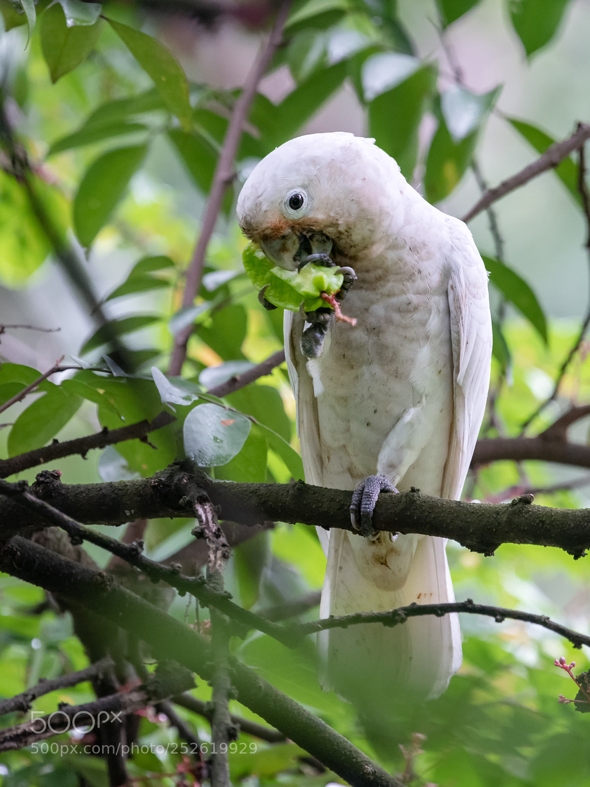 Nikon D850 sample photo. Tanimbar corella @ alexandra hospital photography