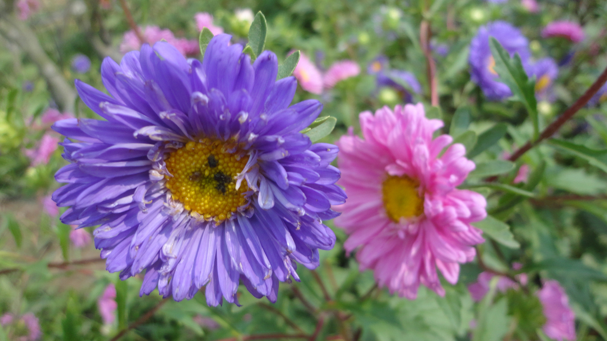 Sony Cyber-shot DSC-W570 sample photo. Bloomy photography