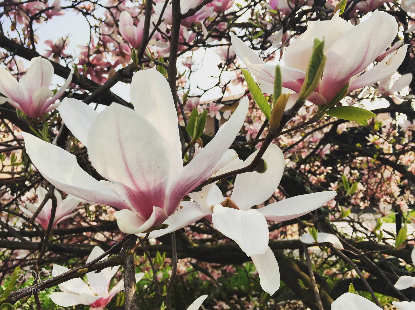 Apple iPhone 6 sample photo. Pink flower photography
