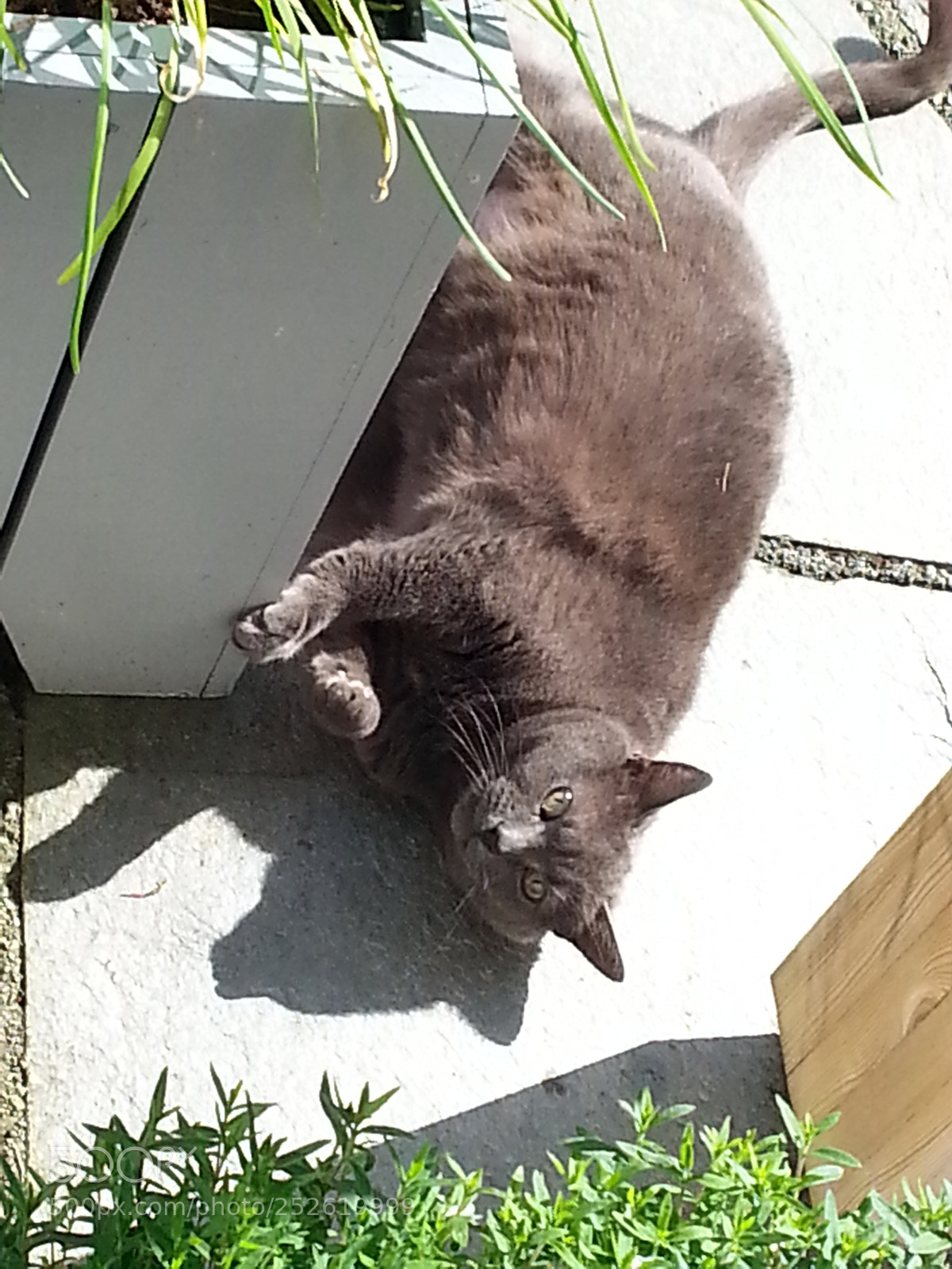 Samsung Galaxy S3 sample photo. 20140530_172128.jpg photography