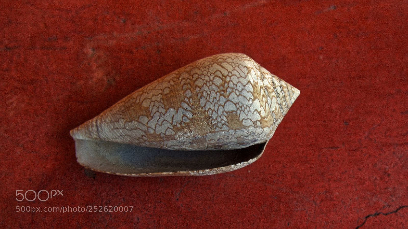 Olympus OM-D E-M10 II sample photo. A shell made an photography