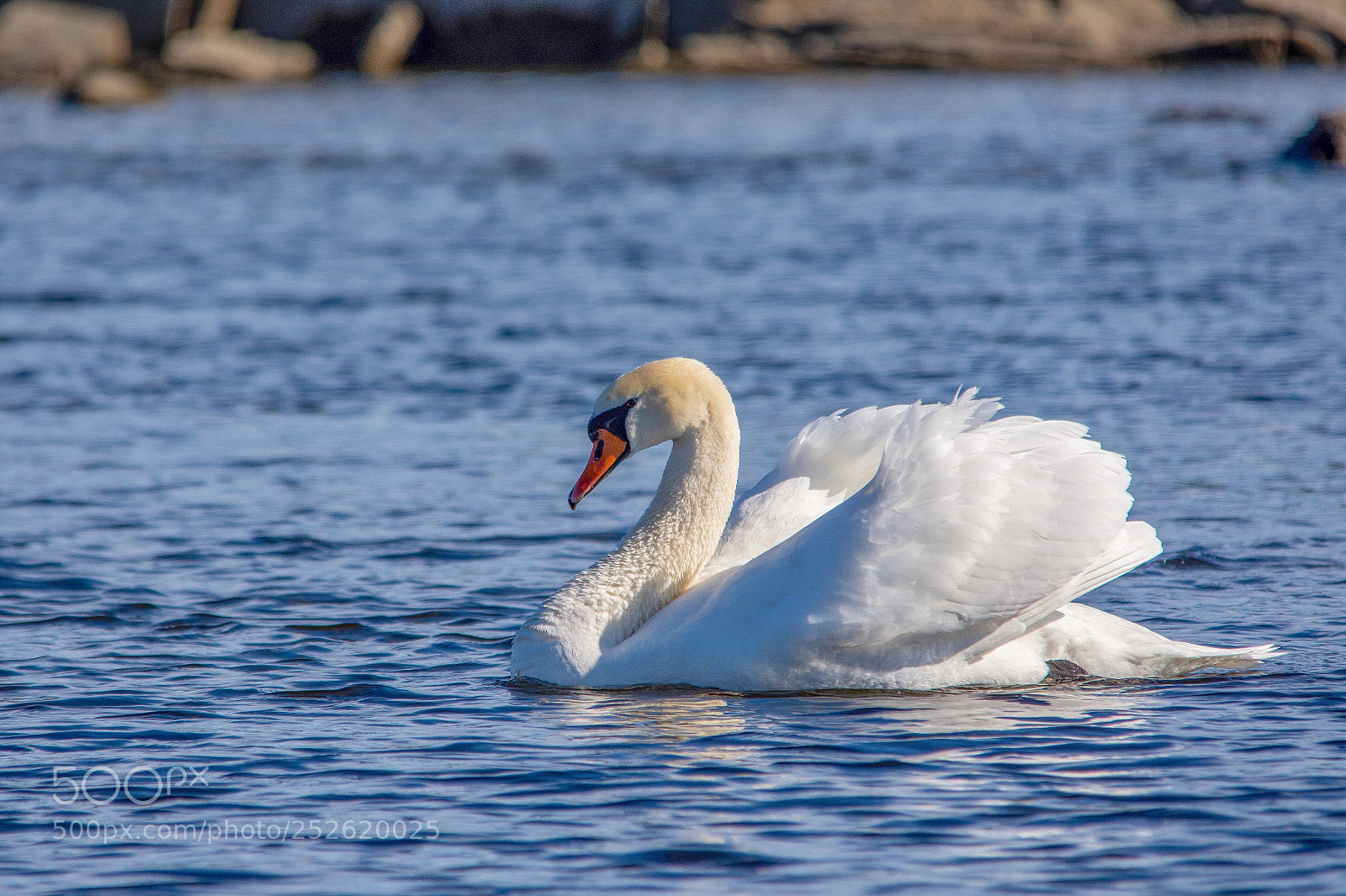 Nikon D7200 sample photo. Mute swan photography