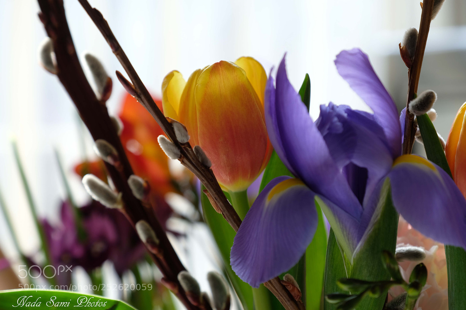 Fujifilm X-T2 sample photo. Colors of spring photography