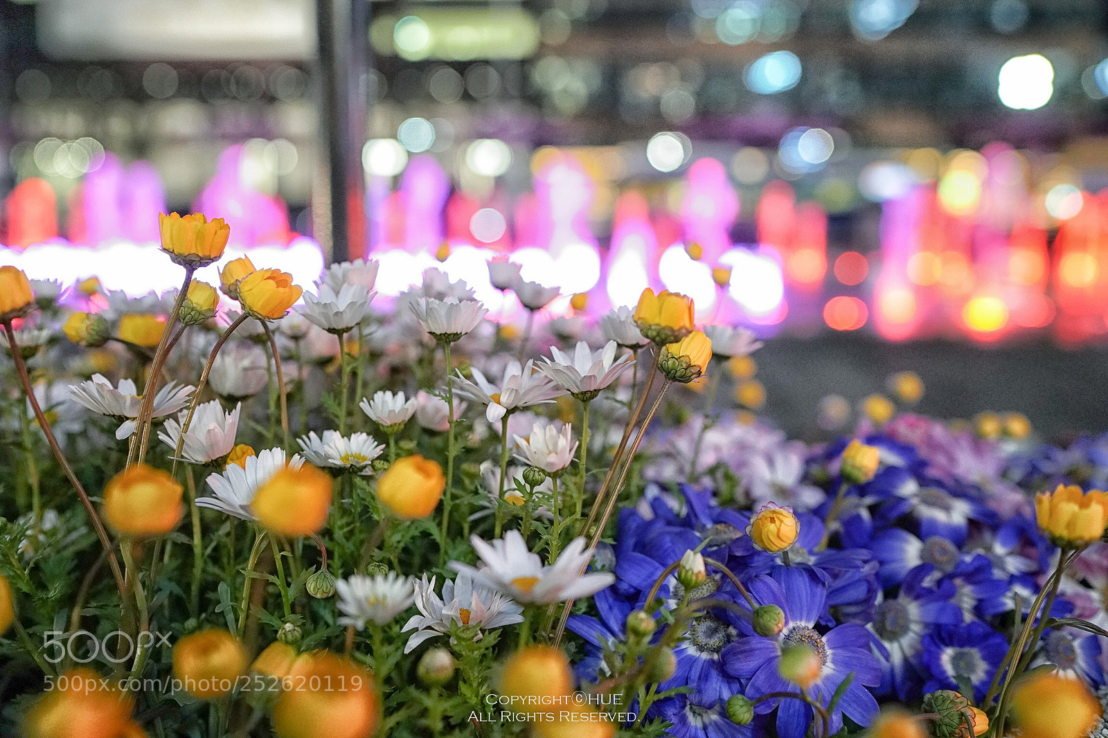 Sony a9 sample photo. City of flowers photography