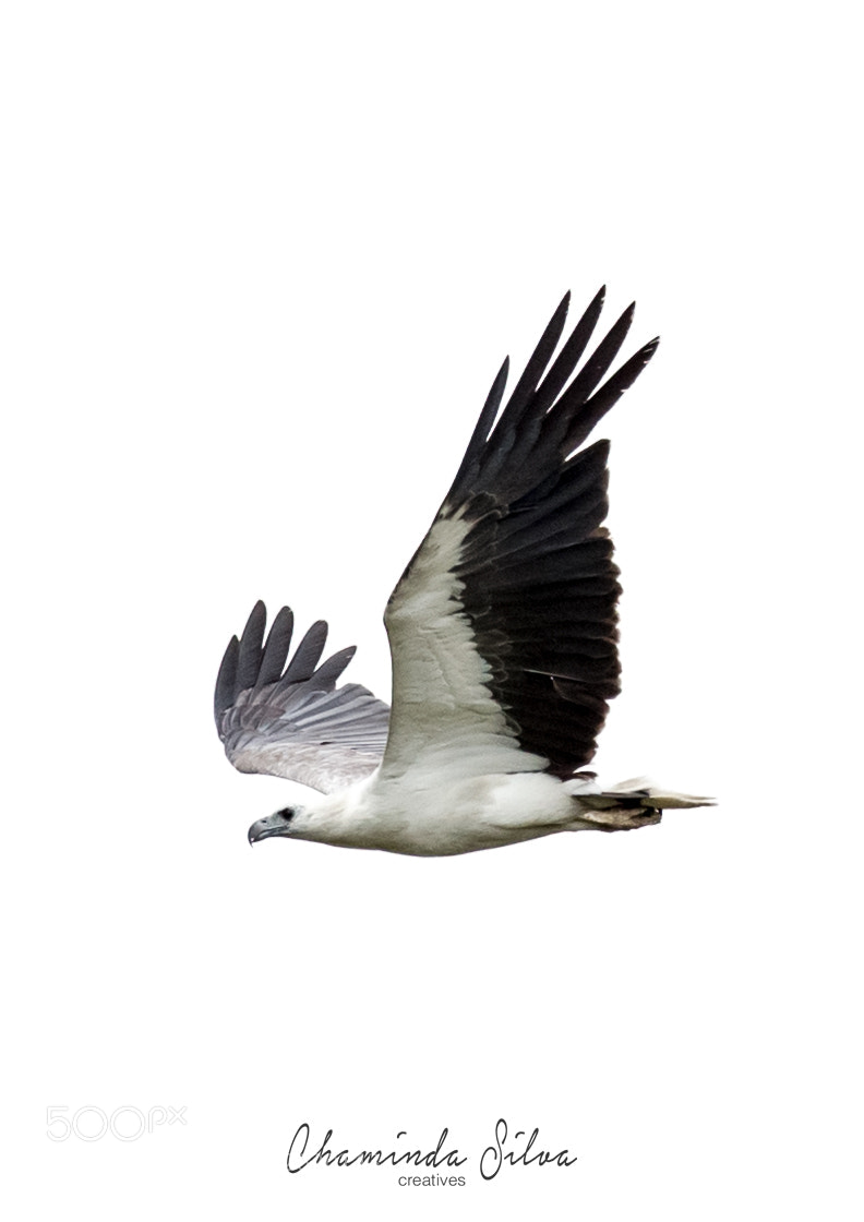 Canon EOS-1D X sample photo. White-bellied sea eagle photography