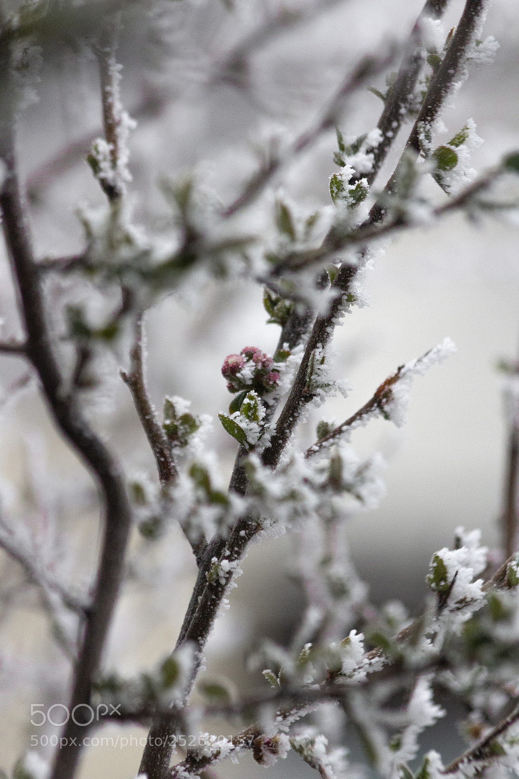 Canon EOS 60D sample photo. Dreaming of spring photography