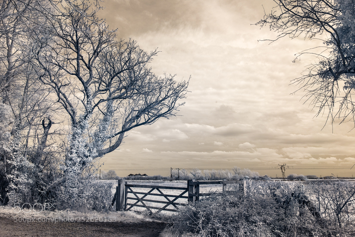 Sony a7 sample photo. Gate and tree ir photography