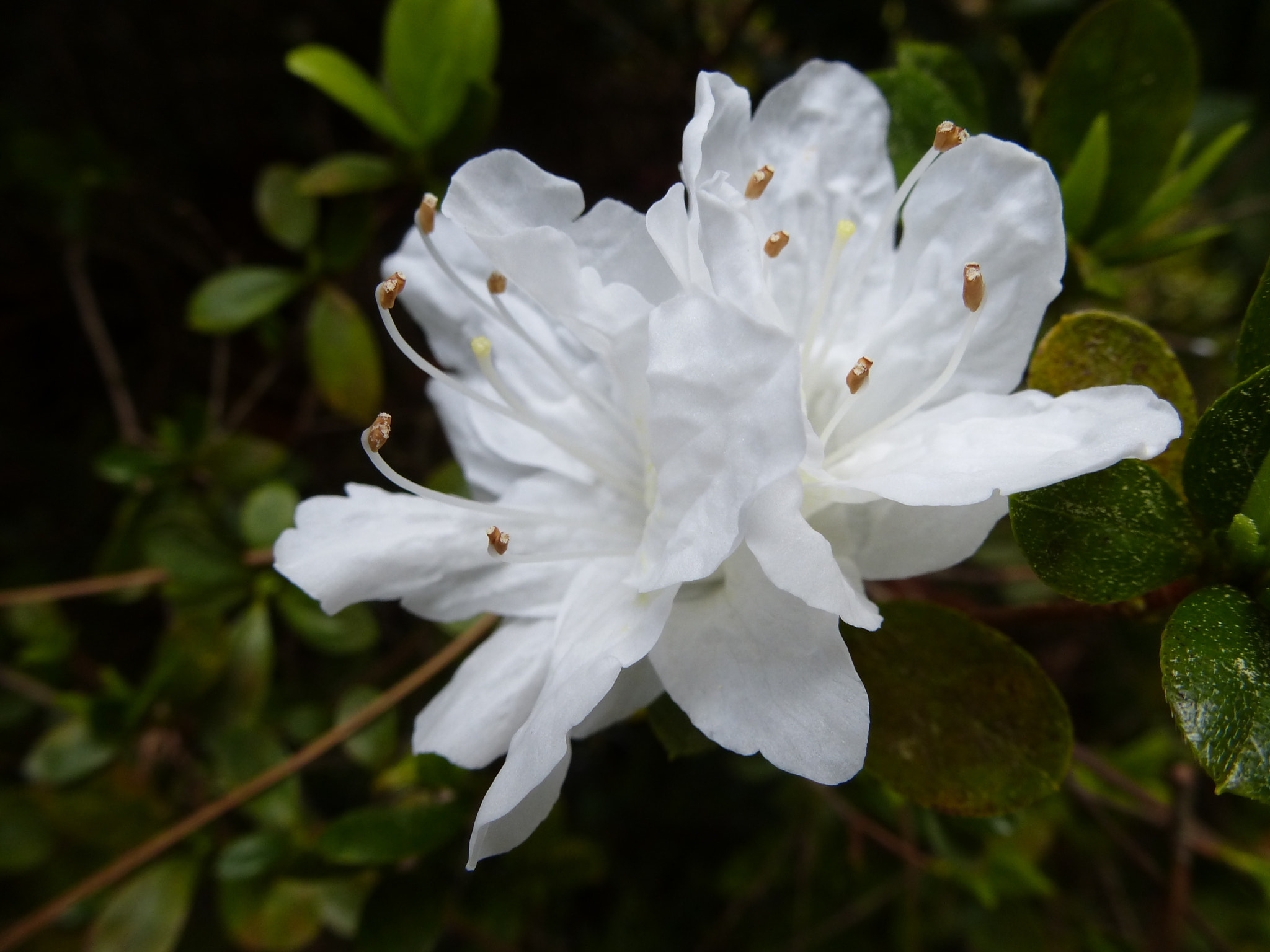 Panasonic DMC-ZS15 sample photo. Azaleas on a cloudy day photography