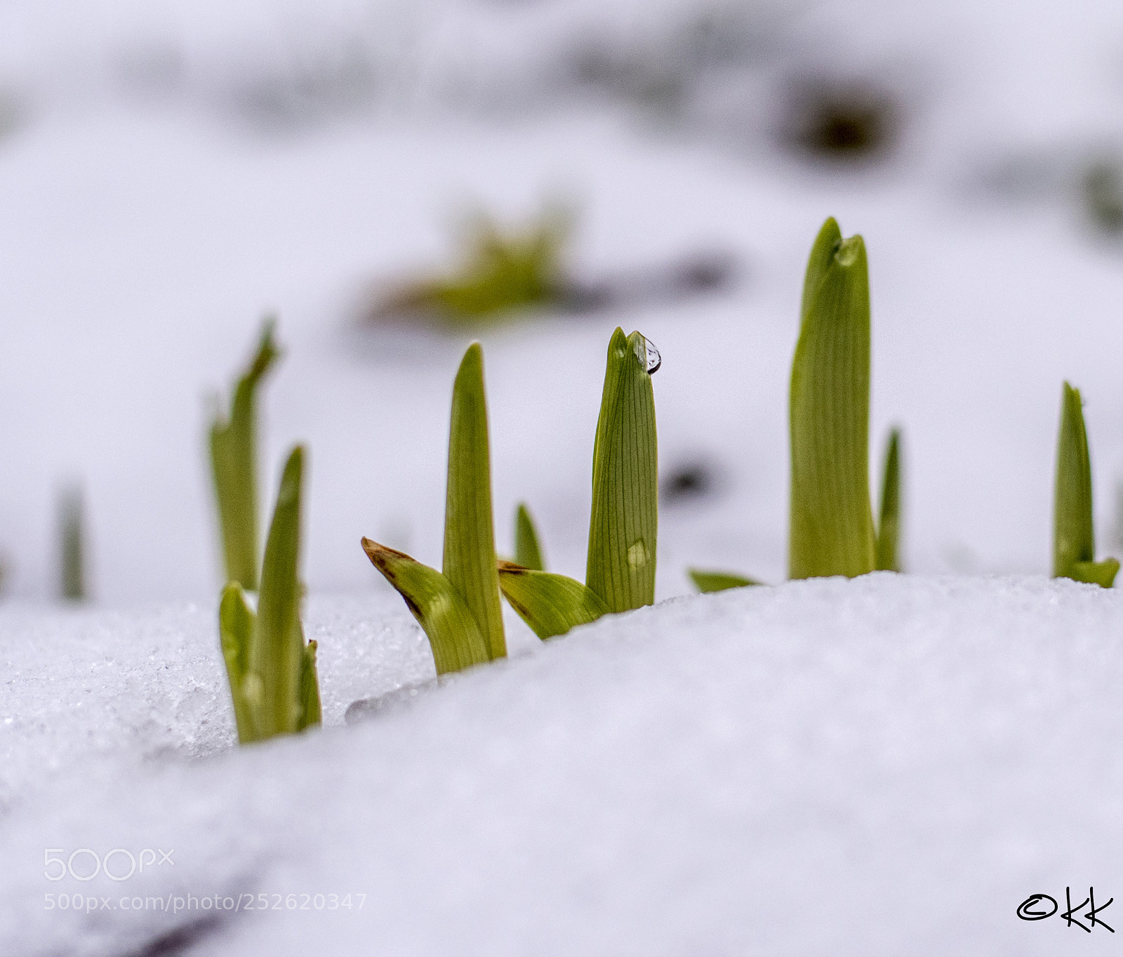 Nikon D5500 sample photo. Spring photography
