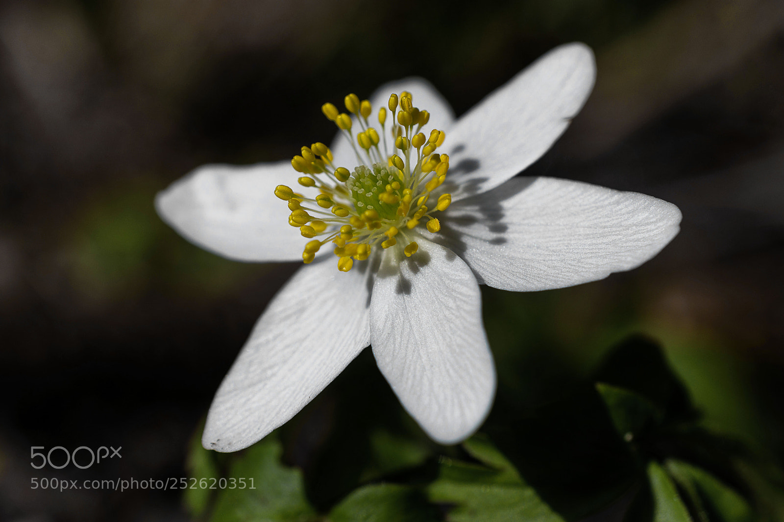 Nikon D7200 sample photo. Buschwindröschen photography