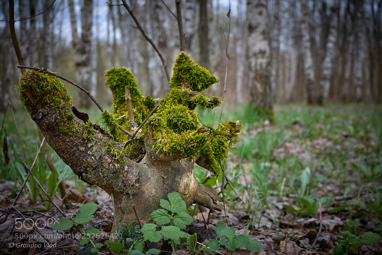 Canon EOS 1100D (EOS Rebel T3 / EOS Kiss X50) sample photo. Fairy tail stump... photography