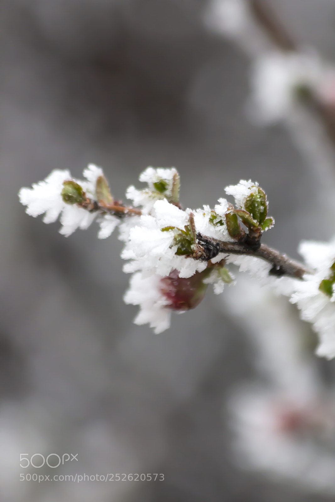Canon EOS 60D sample photo. All things new photography